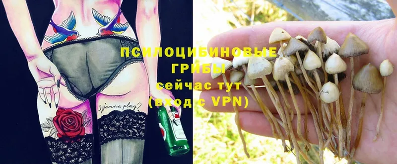 Галлюциногенные грибы Magic Shrooms  купить закладку  Красноуральск 